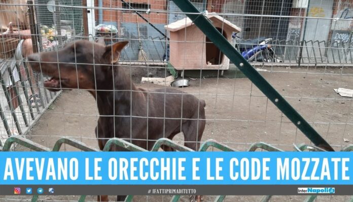 Doberman liberati dal 'lager' a Napoli, erano nascosti nel giardino comunale
