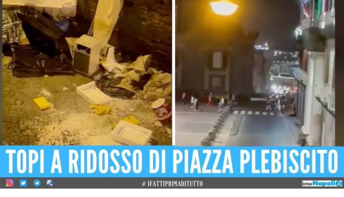 topi piazza plebiscito