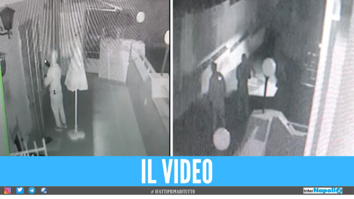 Topi d'appartamento Cuma