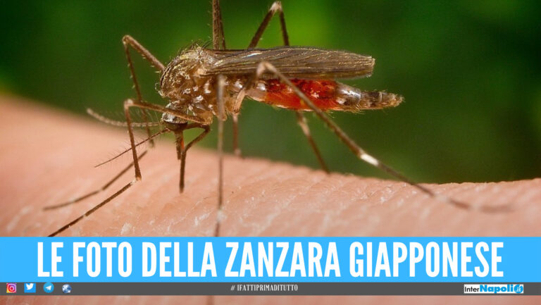 Zanzara Giapponese, l'insetto pericoloso 'invade' l'Italia: «Può essere vettore di malattie»