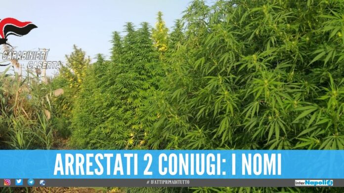Litorale Domizio come la Giamaica, sequestrati 750 kg di marijuana