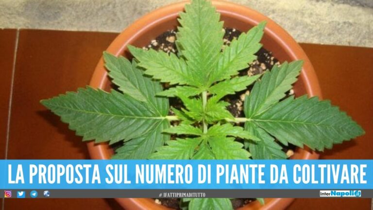 Primo sì alla legge a casa sarà possibile coltivare piante di marijuana