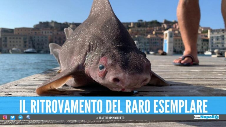 Trovato un pesce porco all’Isola d’Elba, è uno squalo che grugnisce