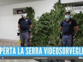Scovati 50 kg di marijuana grazie all'odore, arrestato 53enne di Acerra