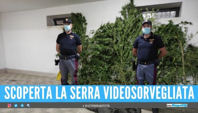 Scovati 50 kg di marijuana grazie all'odore, arrestato 53enne di Acerra