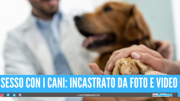 Veterinario condannato a 21 anni di carcere, abusi sessuali su cani e pedopornografia