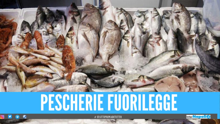 Blitz nelle pescherie nel Napoletano: sequestrati oltre 200 Kg di prodotti ittici