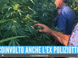 Banda coltivava 100 piante di marijuana sono di Marano, Qualiano e del Casertano