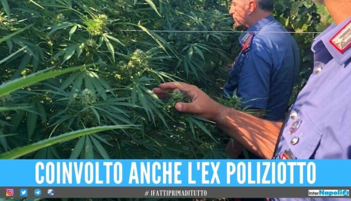 Banda coltivava 100 piante di marijuana sono di Marano, Qualiano e del Casertano