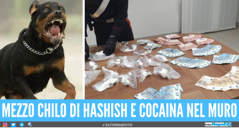 Ercolano. Rottweiler addestrato a fare il ‘guardiano’ alla droga, arrestato il padrone