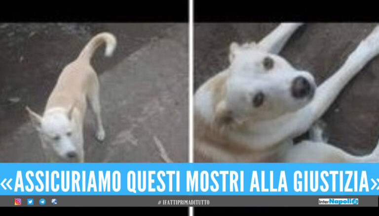 Cane torturato e ucciso in provincia di Napoli:«Chi ha visto denunci»