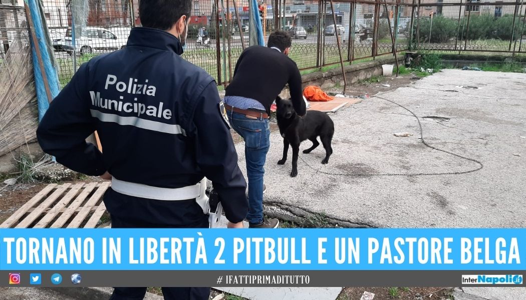 Liberati i cani della camorra, incatenati come 'vedette' al Rione Traiano