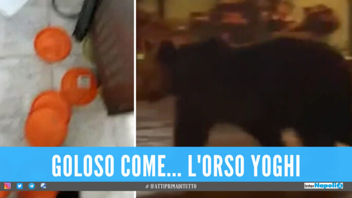 Orso devasta pasticceria e mangia tutti i biscotti, la storia di Juan Carrito impazza sul web [Video]