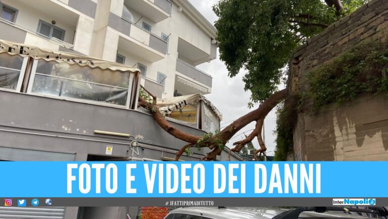 Albero crolla su un gazebo di un bar, sfiorata la tragedia a Marano foto e video