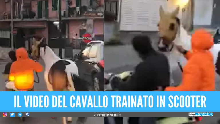 Scene di follia tra le strade di Casoria, cavallo trainato in scooter con una corda [Video]