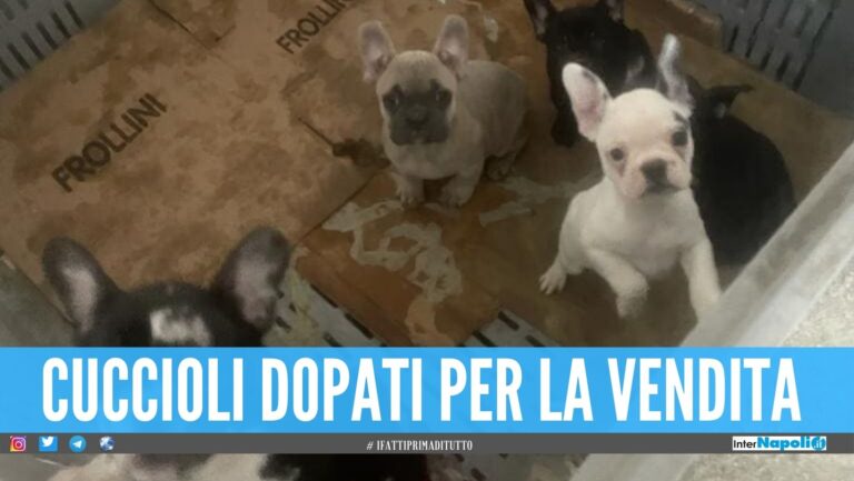 Vendeva illegalmente cagnolini a Natale, salvati 38 cuccioli a Napoli
