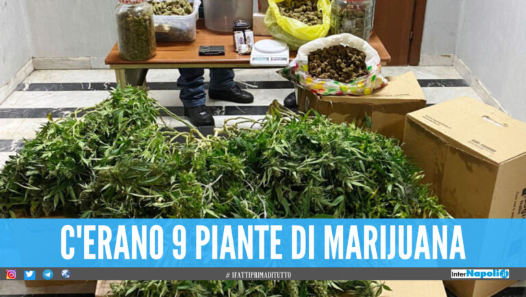Piantagione di marijuana in casa e oltre 3mila euro, arrestate 2 persone a Pomigliano