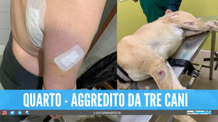quarto aggressione cani