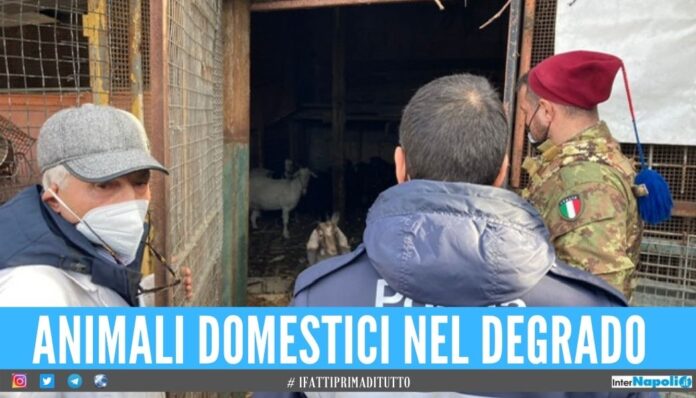 Scoperto macello abusivo a Scampia, animali allevati tra i rifiuti
