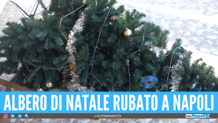 [Video]. La brutta tradizione a Napoli è purtroppo rispettata, rubato il primo albero di Natale in piazza