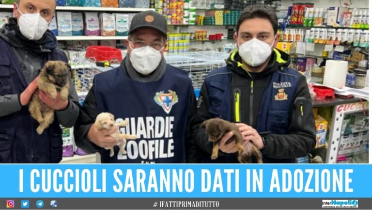 Blitz in un grande negozio di animali a Napoli, liberati 10 cuccioli dalle gabbie