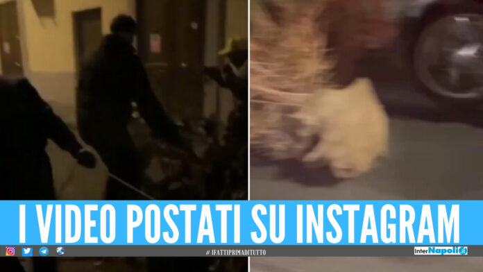 Alberi rubati e trascinati in moto, la banda di San Matteo mette a fuoco i quartieri di Napoli