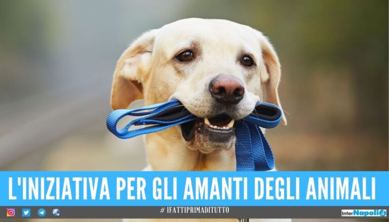 Gragnano, 1000 euro ai cittadini che adotteranno un cane