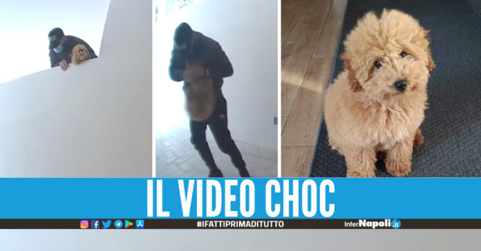 Cagnolino rapito a Nola