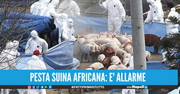 Prevenire la Peste Suina Africana in Campania