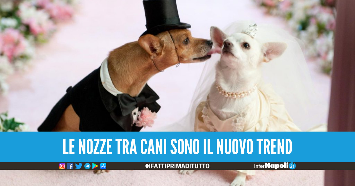 Matrimoni per cani e gatti, il nuovo trend conquista l'Italia: fino a 23mila euro per una festa