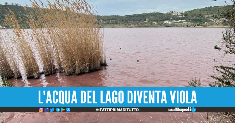 Lago d'Averno, l'acqua diventa viola improvvisamente: il motivo spiegato dall'Arpac