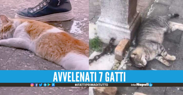 avvelenati gatti