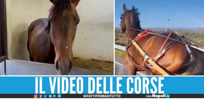 Musica neomelodica per esaltare le corse clandestine di cavalli, 3 denunciati