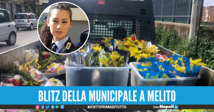 Melito, abusivismo commerciale: sequestro di mimose a venditore ambulante fuorilegge