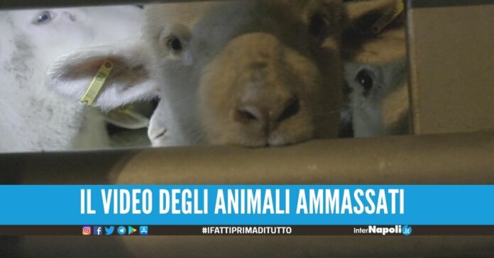 Agnelli morti trasportati nel camion, aumentano i controlli prima di Pasqua