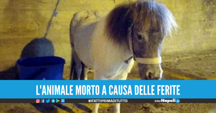 Trascina un pony per 5 kilometri con l'auto e lo uccide, 38enne denunciato