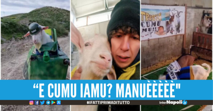 Manuè, l'incredibile successo di Saverio Riccelli chi è il Tiktoker calabrese da oltre 1 mln di followers famoso grazie alle sue capre