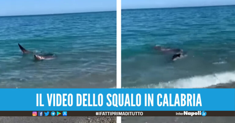 Squalo a riva sulla costa della Calabria, il video fa il giro del web