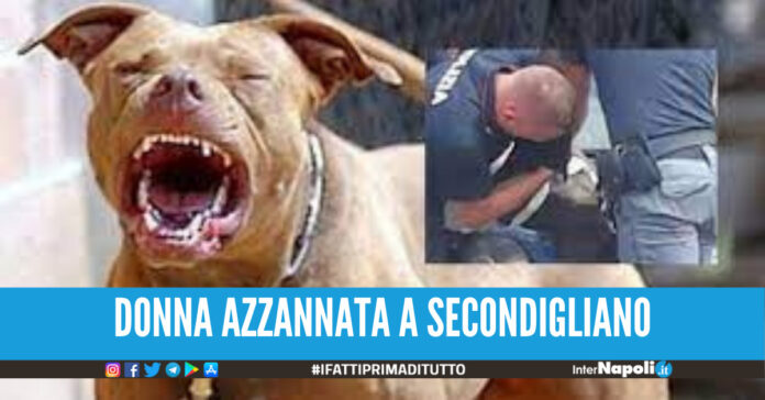 Terrore a Secondigliano, donna azzannata da due pitbull mentre passeggia col suo cagnolino
