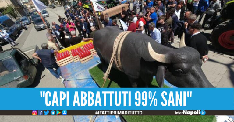 a protesta degli allevatori bufalini