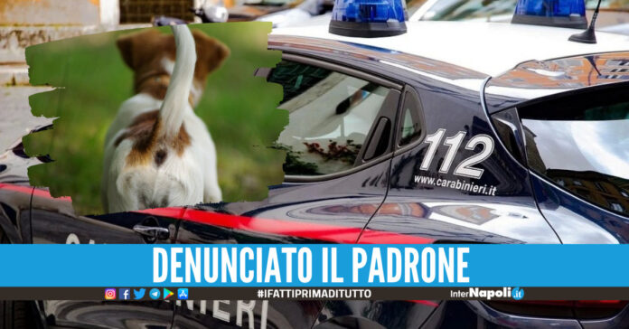Carabinieri, cagnolino - foto di repertorio