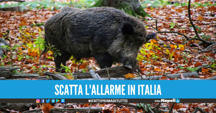 La peste suina arriva in Italia, segnalati diversi casi: scattano i controlli