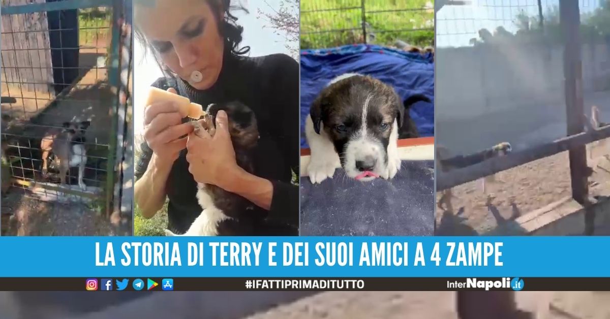 Si indebita per 20mila euro per accudire 25 cani, l'animalista di Napoli cerca aiuto