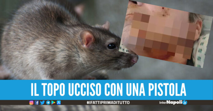 Topo aggredisce una donna nel sonno “Ha cercato di rosicchiarla fino alle ossa”