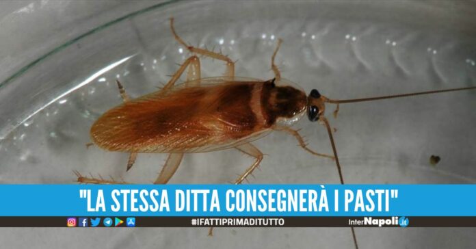 Blatta 'servita' al carabiniere ad Aversa, insetto trovato nel piatto