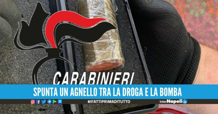Bomba al tritolo e cocaina trovata in aiuola a Napoli, c'era un pitbull di guardia