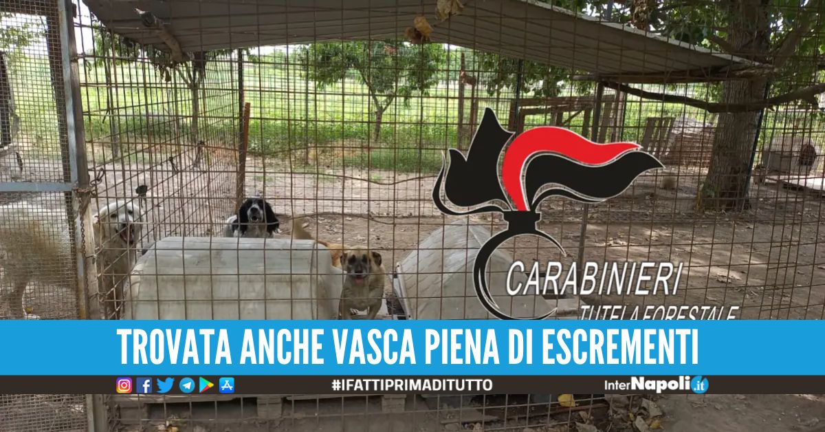 Scoperto canile abusivo ad Acerra, 40 cani 'prigionieri' sotto sole e pioggia
