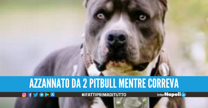 Paura in Campania, 57enne azzannato da due pitbull mentre fa jogging: corsa in ospedale