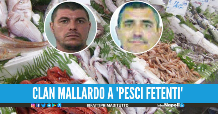 clan Mallardo