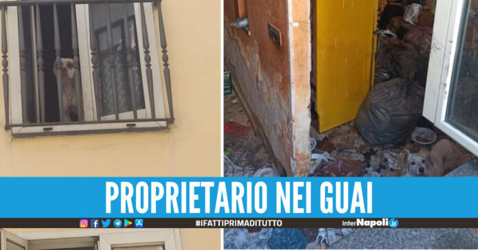 La foto dei cagnolini abbandonati, ANSA